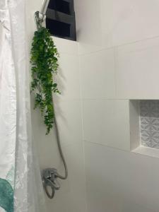 a bathroom with a shower with a plant on the wall at Mayra House habitación independiente cerca del aeropuerto las Américas TAXI DISPONIBLE in Andrés