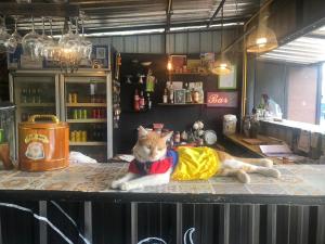 Thức uống tại Blockhouse Samui