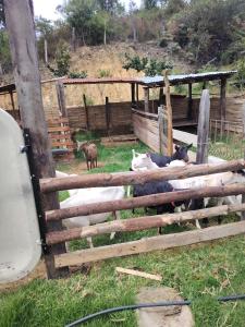a group of animals standing behind a fence at Salon de eventos cabaña el Chalet in Paipa