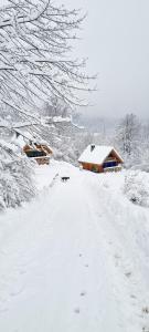 een hond die in de sneeuw voor een huis zit bij Tu W Dolinie in Ropica Górna