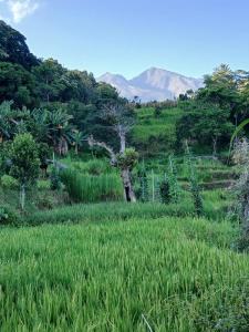 een veld van groen gras met bergen op de achtergrond bij meta bungalow in Senaru