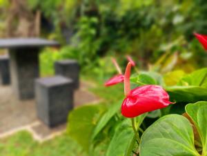 Zahrada ubytování Abhilashi Guest house + 4 fotografie