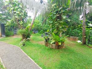 Vườn quanh Abhilashi Guest house