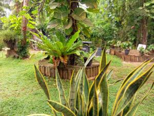 Zahrada ubytování Abhilashi Guest house