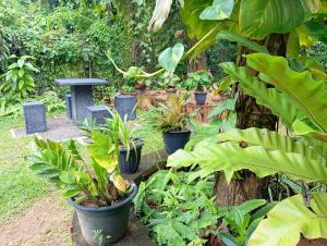 Zahrada ubytování Abhilashi Guest house