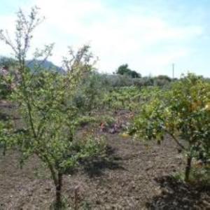 eine Gruppe von Bäumen auf einem Feld in der Unterkunft Dennis Tsilivi Houses & Studios by "elite" in Planos