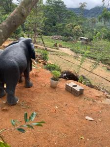 an elephant standing on a dirt field with at green view 5th mile in Norton Bridge