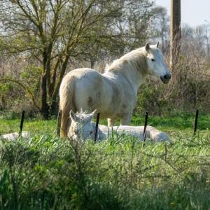 Zvířata v ubytování na lodi nebo okolí + 2 fotografie