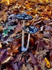 due funghi a terra tra le foglie di Locanda delle fonti a Bassano in Teverina