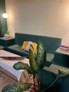 un divano verde e una pianta in una stanza di Olivo hostel a Puerto Escondido
