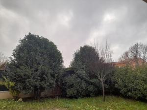 deux arbres dans une cour à côté d'une clôture dans l'établissement nanouche, à Brignoles