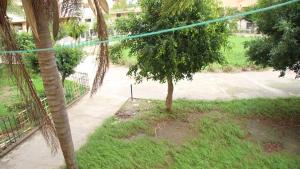 een palmboom in het midden van een tuin bij Comfortable Apartment in Tangier 10 Min Stadium in Tanger