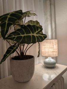 a plant in a pot on a table next to a lamp at Modernes Appartement - ruhig, zentrumsnah, abendsonnige Loggia in Bad Füssing +7 photos