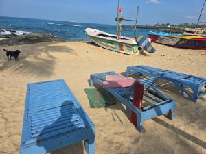 a black dog standing on a beach with two blue benches at 1929 Sudu Colonial House in Ambalangoda +95 photos
