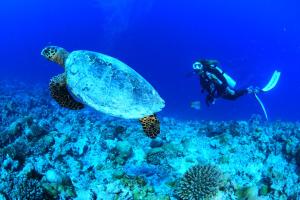Gæster der bor på Alma Maldiva, Beach Hotel
