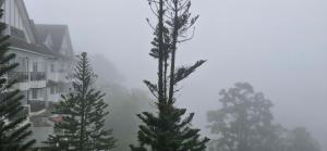 a group of pine trees in front of a building at B43A1 Silverpark 4th floor Best Mountain view in Bukit Fraser