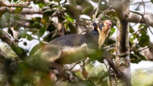 Dyr i lodgen eller i nærheden