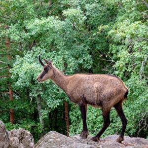 Dyr i lodgen eller i nærheden