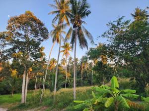 eine Gruppe von Palmen auf einem Feld in der Unterkunft Na-Tub House in Ban Nua