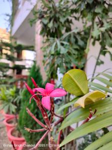 a pink flower on a plant with green leaves at Nature Escape Villa in Jodhpur