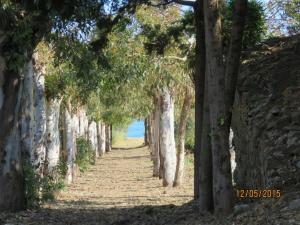 a path lined with trees next to the ocean at casa verdemare in Cefalù