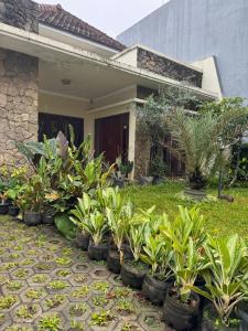 a row of plants in front of a house at Rumah Cahaya Syariah Peaceful Family Home in Rampal