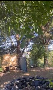 una tv all'ombra di un albero di Quincho la Beli a Chillán