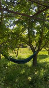 amaca appesa ad un albero in un parco di Quincho la Beli a Chillán