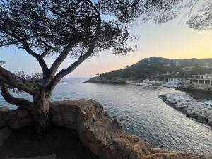 a tree sitting on a rock wall next to the water at Dependance1 in Marignane