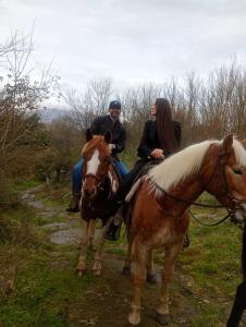 Dyr på hotellet eller i nærheden