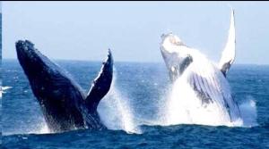 een paar dolfijnen die in het water springen bij Inyoni Rocks Cabanas 15 in Amanzimtoti