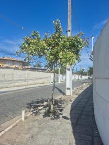 a small tree on the side of a street at Buzios Inn in Búzios