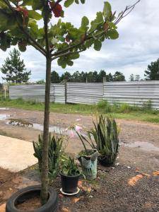 Ein Baum in einem Topf neben einigen Pflanzen in der Unterkunft Kit Net in Torres + 2 Fotos