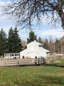 eine weiße Scheune mit Pferden auf einem Feld in der Unterkunft RV Stays at Handsfull Farm site only in The Dalles