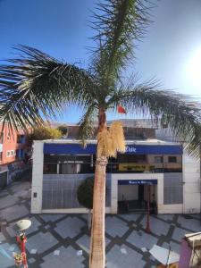 een palmboom voor een gebouw bij Estudio21centro in Arica