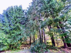 a group of trees in a wooded area at The Sitka Studio in Forks