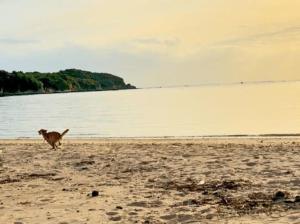een hond die op een strand bij het water rent bij RYUKYU BREEZE 1棟貸し 天然ビーチまで徒歩30秒 プライベートプール付きVilla 北部 in Nago
