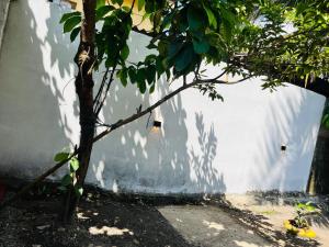 a tree in front of a white wall with its shadow at Azure Coast Villa in Ahangama