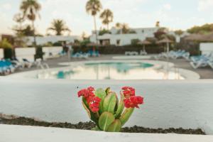 a plant with red flowers in front of a pool at Duplex Joan in Puerto del Carmen