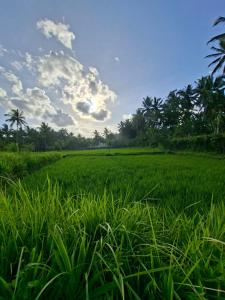 a field of green grass with palm trees in the background at Penempuran cottage in Masbagik