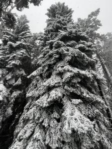 een groep pijnbomen bedekt met sneeuw bij Фокс Хаус FOX HOUSE in Peshtera
