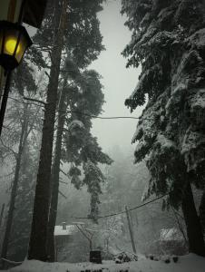 een met sneeuw bedekte straat met bomen en een straatlicht bij Фокс Хаус FOX HOUSE in Peshtera