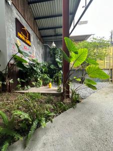 a building with a bunch of plants on the side of it at Nhà Lười Homestay in Hue