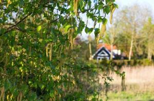 een boom met groene bladeren en een huis op de achtergrond bij Ferienhaus Clara in Wardenburg