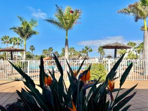 a palm tree with flowers in front of a pool at Casa Dudu in Corralejo