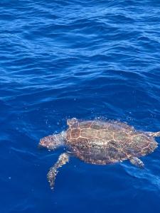 Động vật gần/tại thuyền