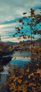 a tree with autumn leaves next to a river at Lavanda Termas de São Pedro do Sul in Termas de Sao Pedro do Sul +55 photos