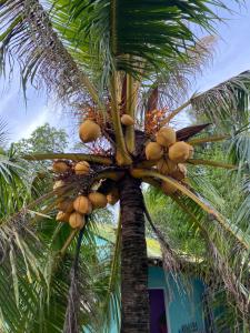 Xóm MũiHomestay Hải Nam Đất Mũi的棕榈树上有一束椰子