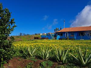 a field of yellow flowers in front of a house at This Old House in Ponta do Pargo