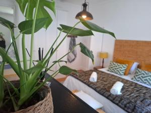 een plant op een tafel in een kamer met twee bedden bij Quaint Muizenberg Stay and Private Suite in Muizenberg